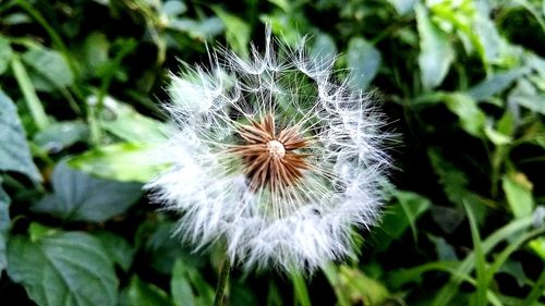 Close-up of dandelion