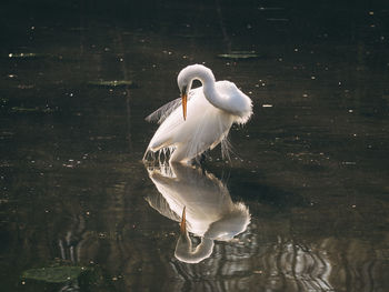 Swan swimming in lake