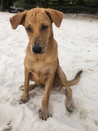 Portrait of dog relaxing on sand