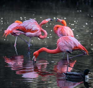 Flamingos in a lake