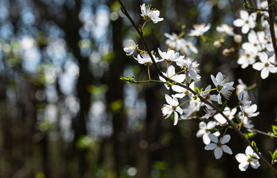 Close-up of white cherry blossoms in spring