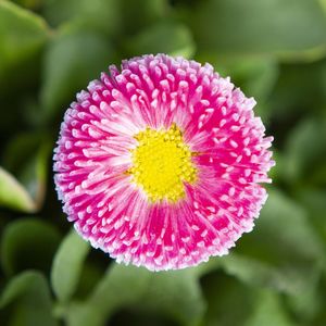 Close-up of pink flower