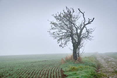 Tree on field against sky