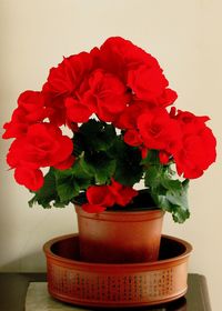 Close-up of red flowers in vase on table