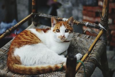 Cat holding hand
