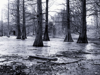 Trees by water