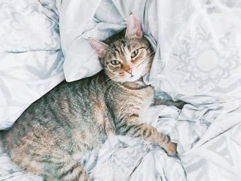 High angle portrait of cat relaxing on bed