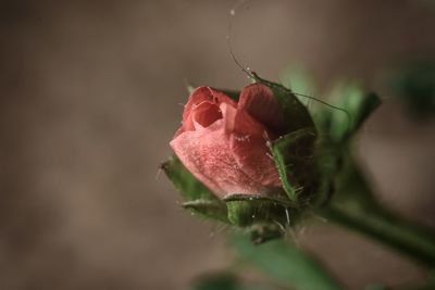 Close-up of rose bud growing outdoors