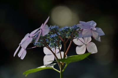 Close-up of flowers