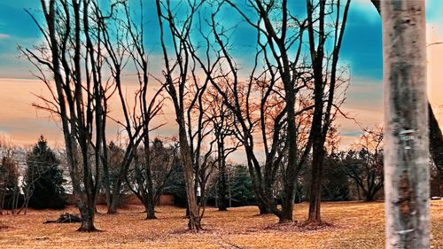 Bare trees on field against sky during sunset