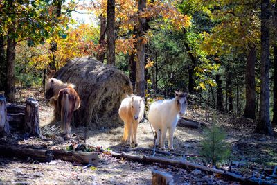 Horses standing in a forest