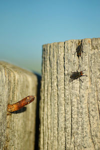 Male and female