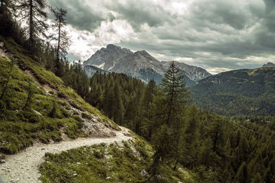 Alta via mountain path in dolomite pine forest, trentino, italy