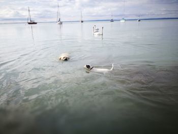 Swans swimming in lake against sky