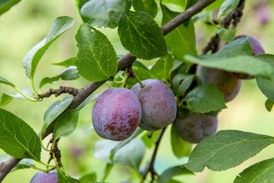 Close-up of fruit growing on tree