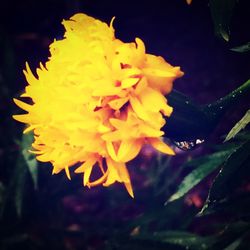 Close-up of yellow flower blooming outdoors