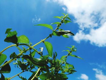 Low angle view of plant against blue sky