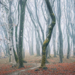 Trees in forest during autumn