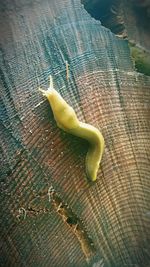 High angle view of lizard on wood