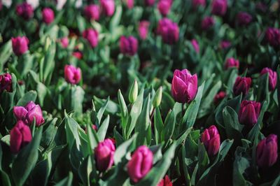 Close-up of pink flowers