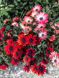 High angle view of red flowering plants