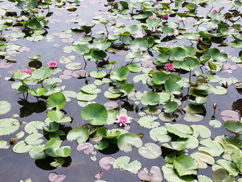 High angle view of water lily in lake