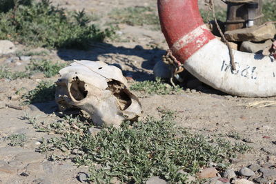 Low section of person wearing shoes on land