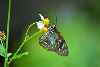 Close-up of butterfly pollinating on flower