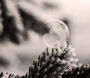 Close-up of bubbles against trees