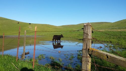 Scenic view of landscape against blue sky