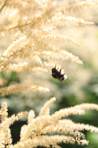 Close-up of bee pollinating flower