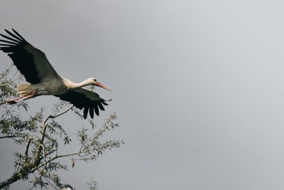 Low angle view of bird perching on branch against sky