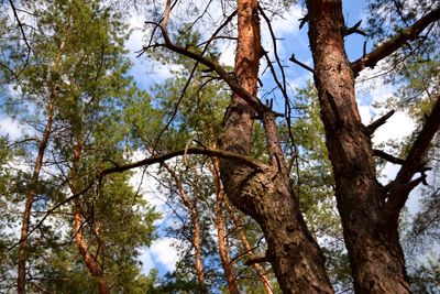 Low angle view of trees against sky