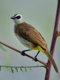 Close-up of bird perching on branch
