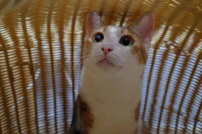 Close-up portrait of a cat