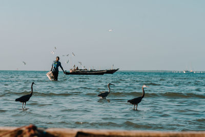 View of seagulls on beach