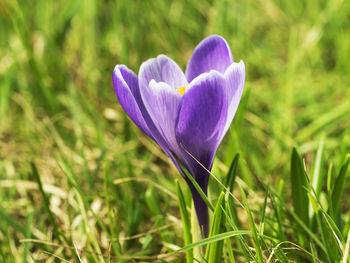 Close-up of purple crocus flower on field