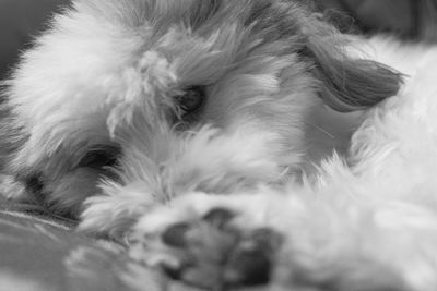 Close-up of dog relaxing