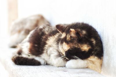 Close-up of cat sleeping on bed