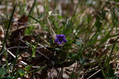 Close-up of purple flowering plant on field