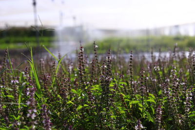 Plants growing on field