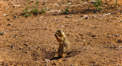 Squirrel on field