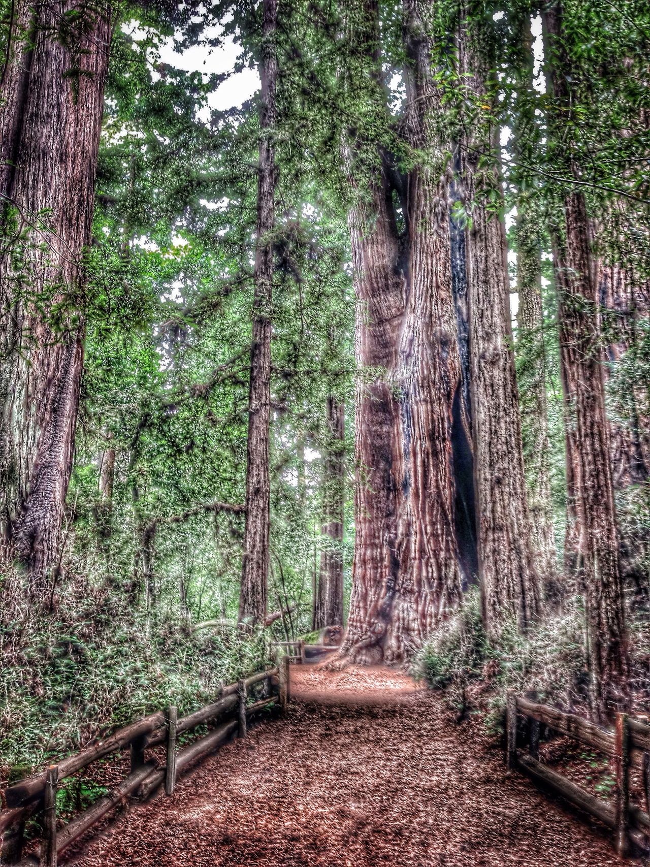 California redwoods