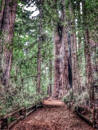 Footpath amidst trees in forest