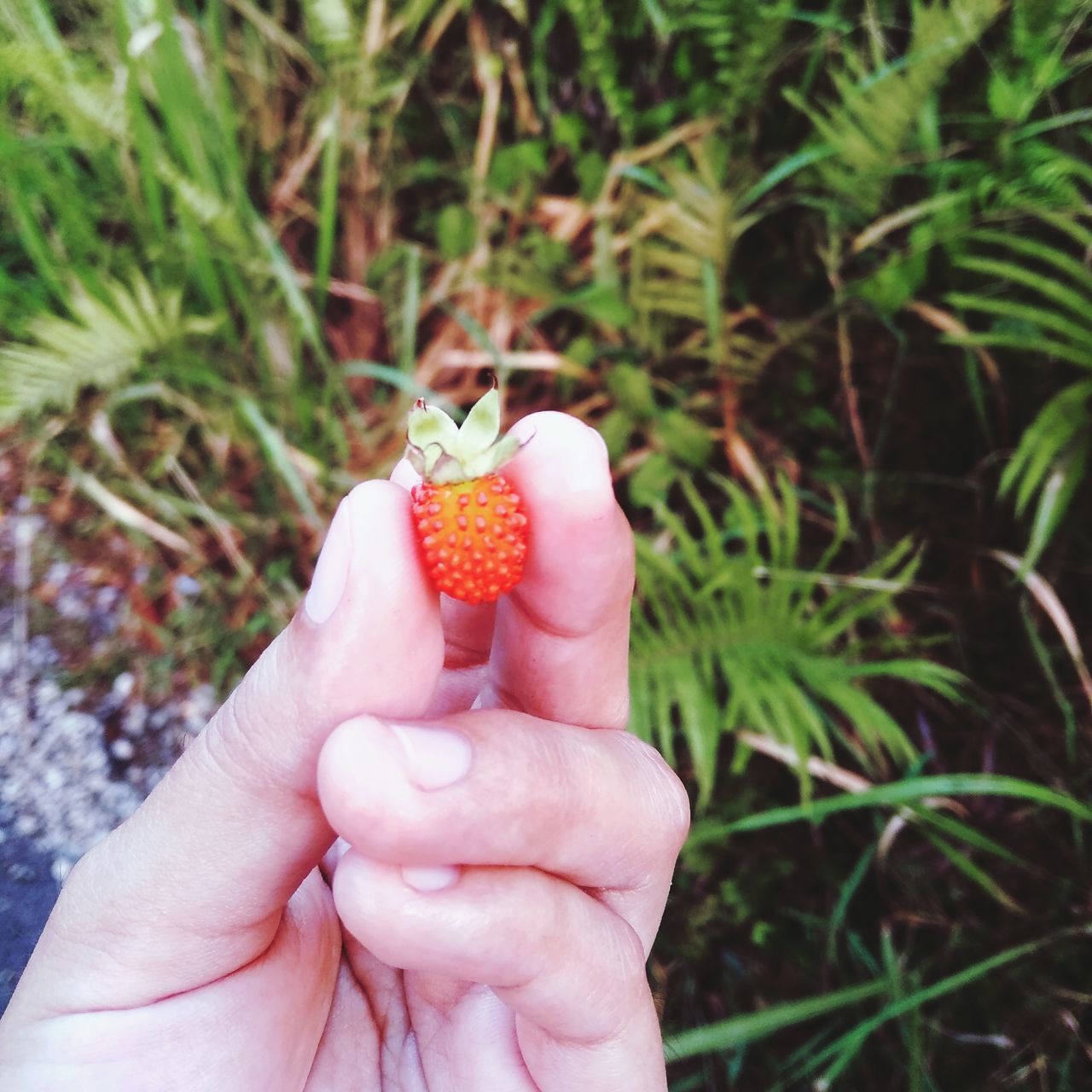 human hand, hand, one person, holding, food and drink, human body part, real people, fruit, healthy eating, berry fruit, food, day, plant, strawberry, personal perspective, nature, lifestyles, close-up, focus on foreground, finger, body part, outdoors, ripe, human limb