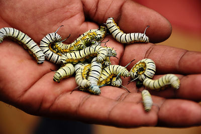 Blue tiger caterpillar held by one of the park employee in butterfly park bangalore