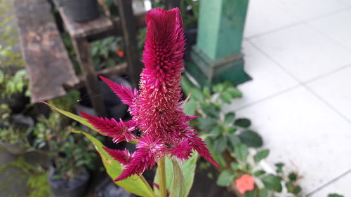 Close-up of pink flower