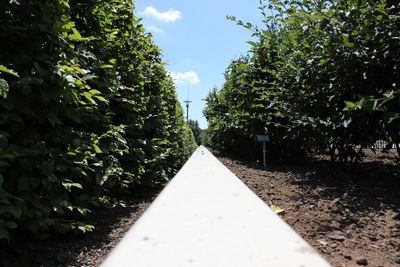 View of trees along road