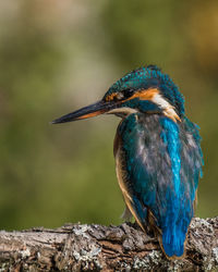 Close-up of a bird perching on wood