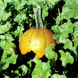 Close-up of pumpkin on plant